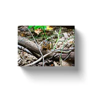 Chipmunk - Canvas Wraps