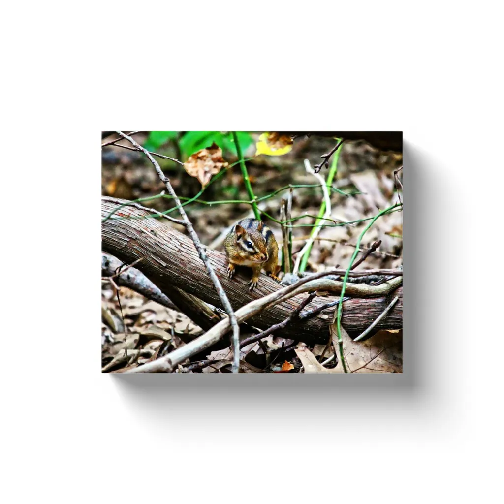 Chipmunk - Canvas Wraps