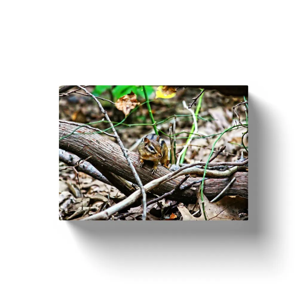 Chipmunk - Canvas Wraps